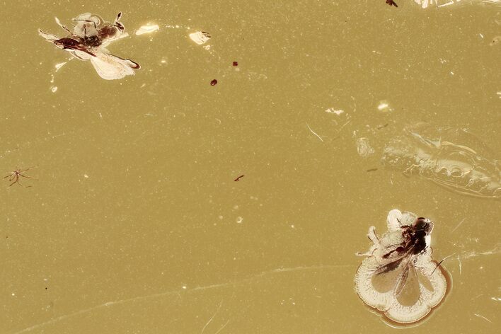 Detailed Fossil Parasitoid Wasps (Platygastroidea) in Baltic Amber #325361